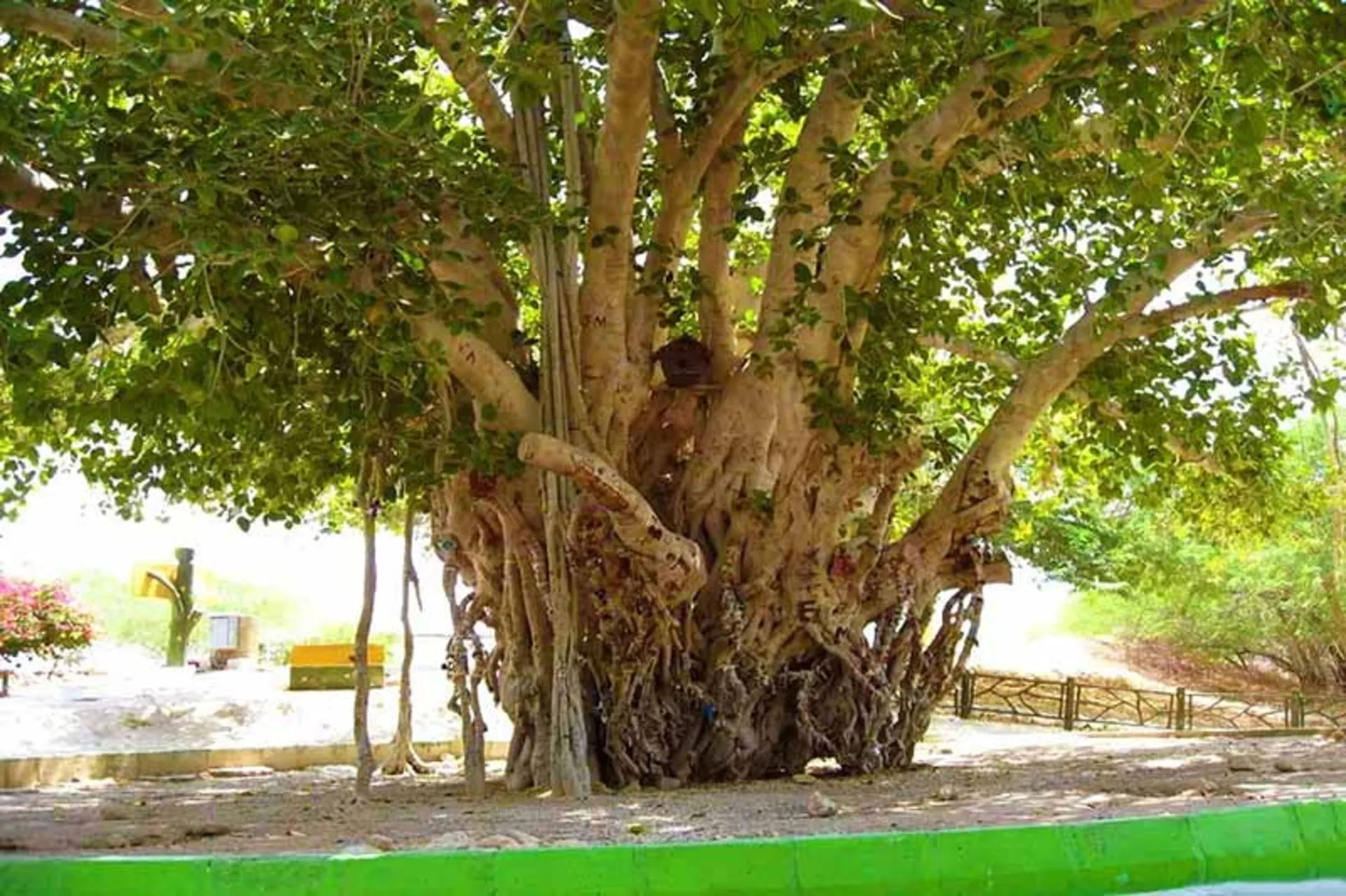 جاذبه گردشگری کیش